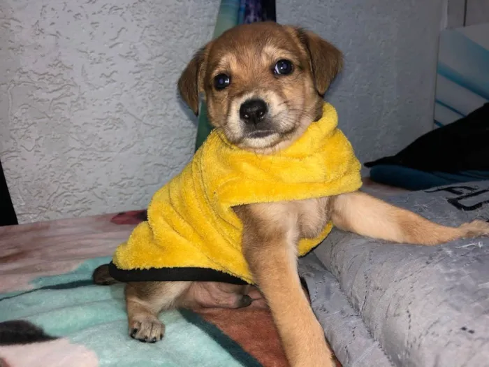 Cachorro raça Srd idade Abaixo de 2 meses nome Marlon