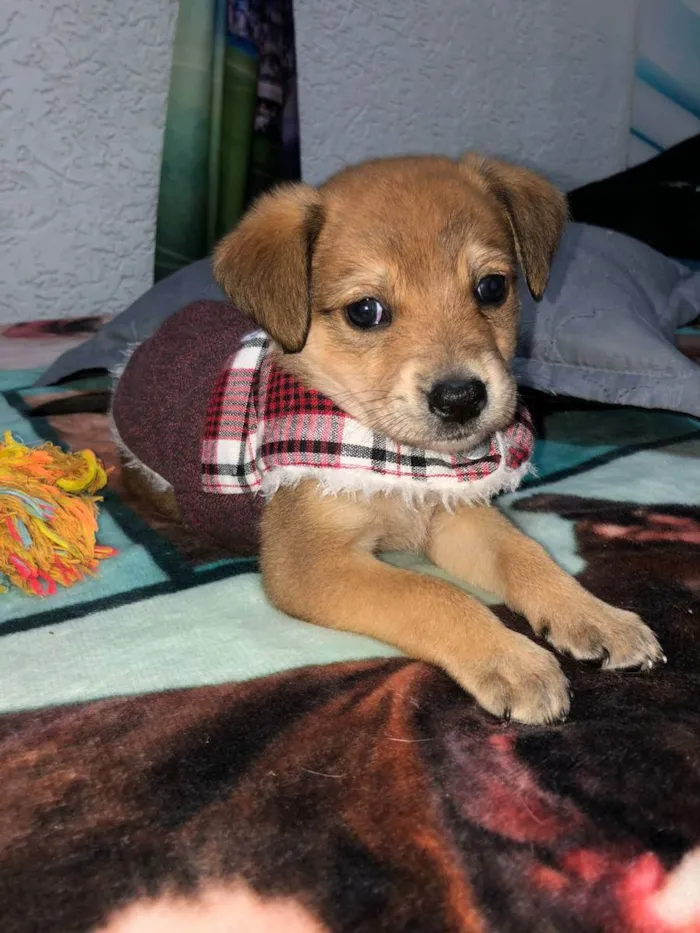 Cachorro raça Srd idade Abaixo de 2 meses nome Marlon