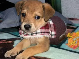Cachorro raça Srd idade Abaixo de 2 meses nome Marlon