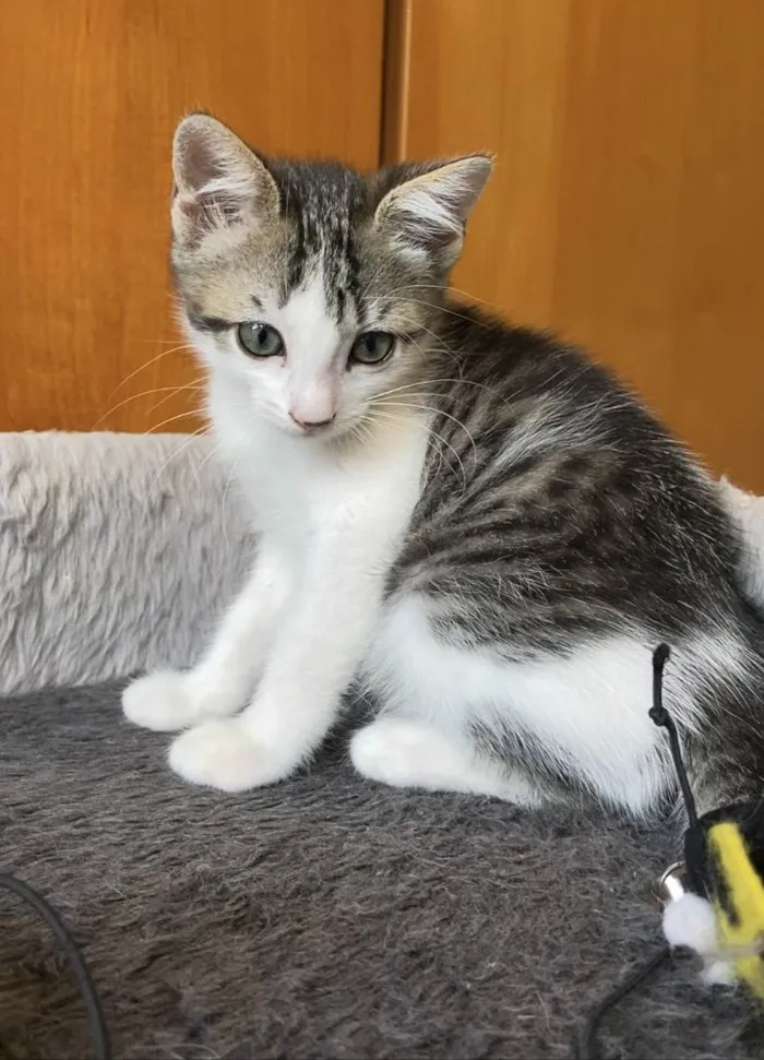 Gato ra a Srd idade Abaixo de 2 meses nome Mariano 