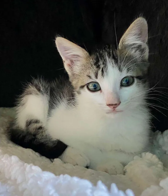 Gato ra a Srd idade Abaixo de 2 meses nome Mariano 