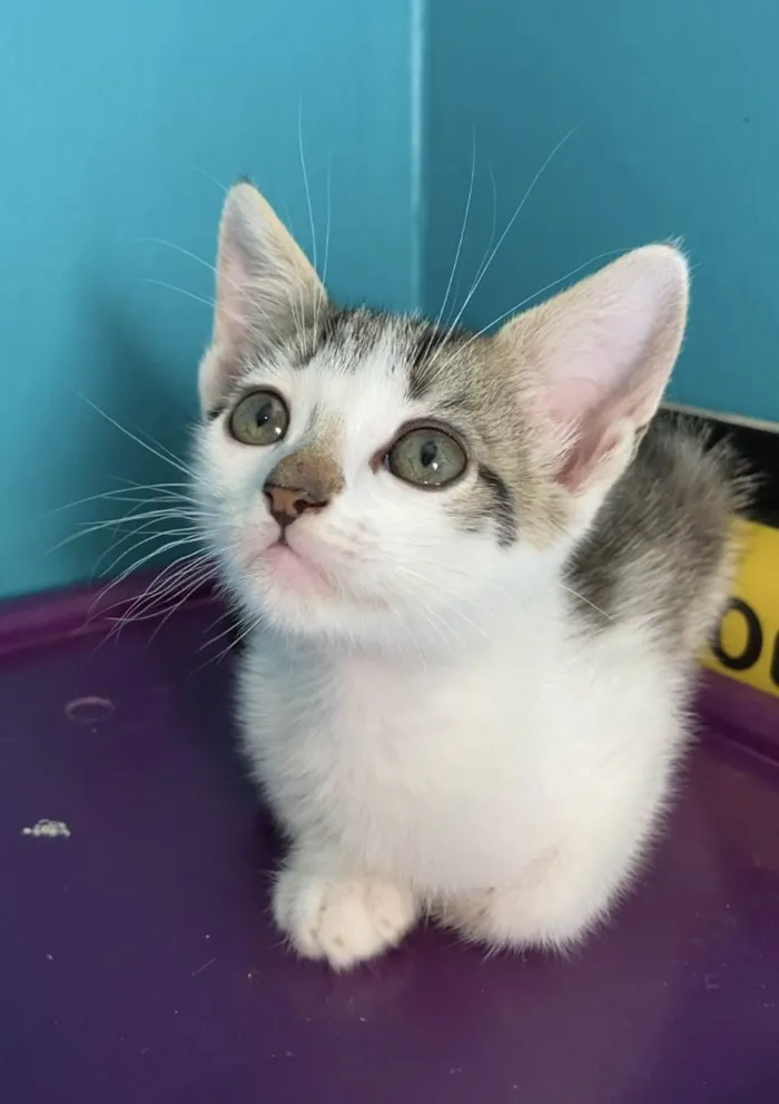 Gato ra a Srd idade Abaixo de 2 meses nome Chico Pedro