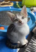 Chico Pedro