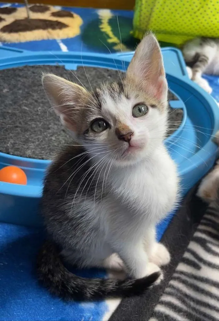 Gato ra a Srd idade Abaixo de 2 meses nome Chico Pedro