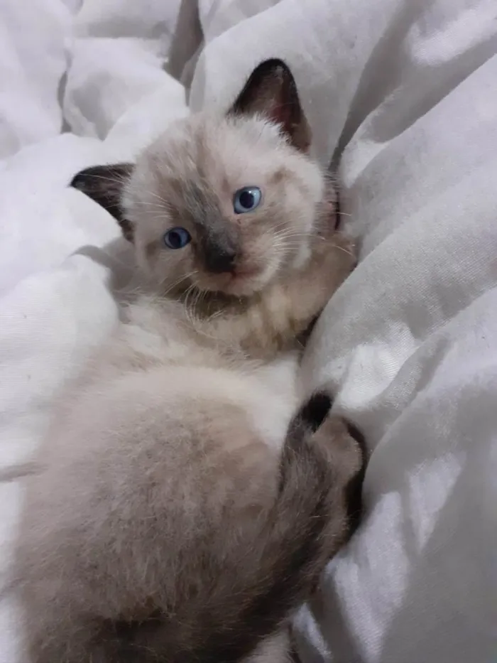 Gato ra a Srd idade  nome Maroco