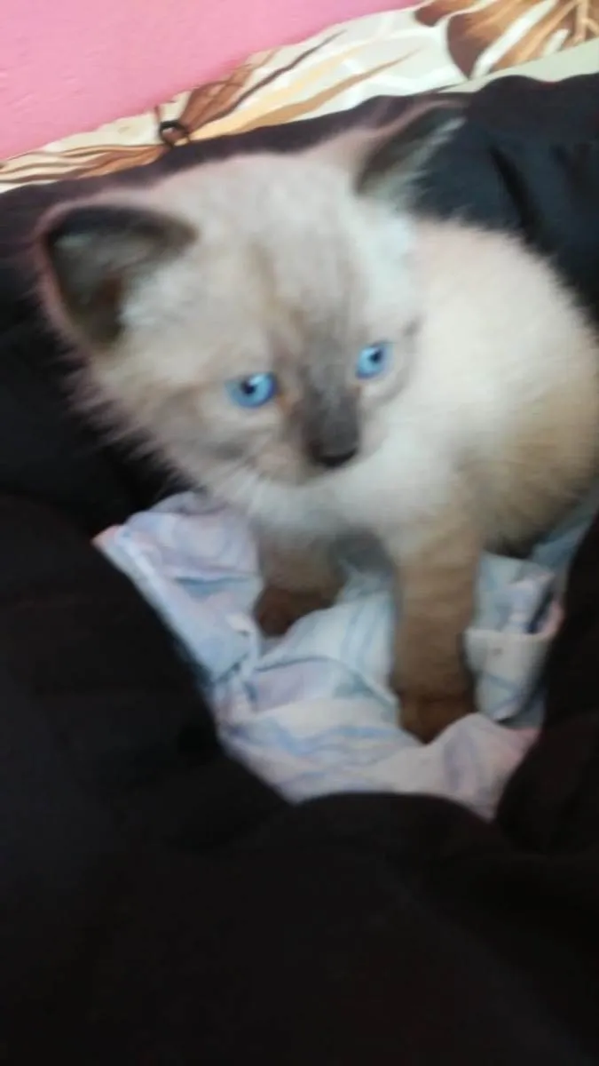 Gato ra a Srd idade  nome Maroco