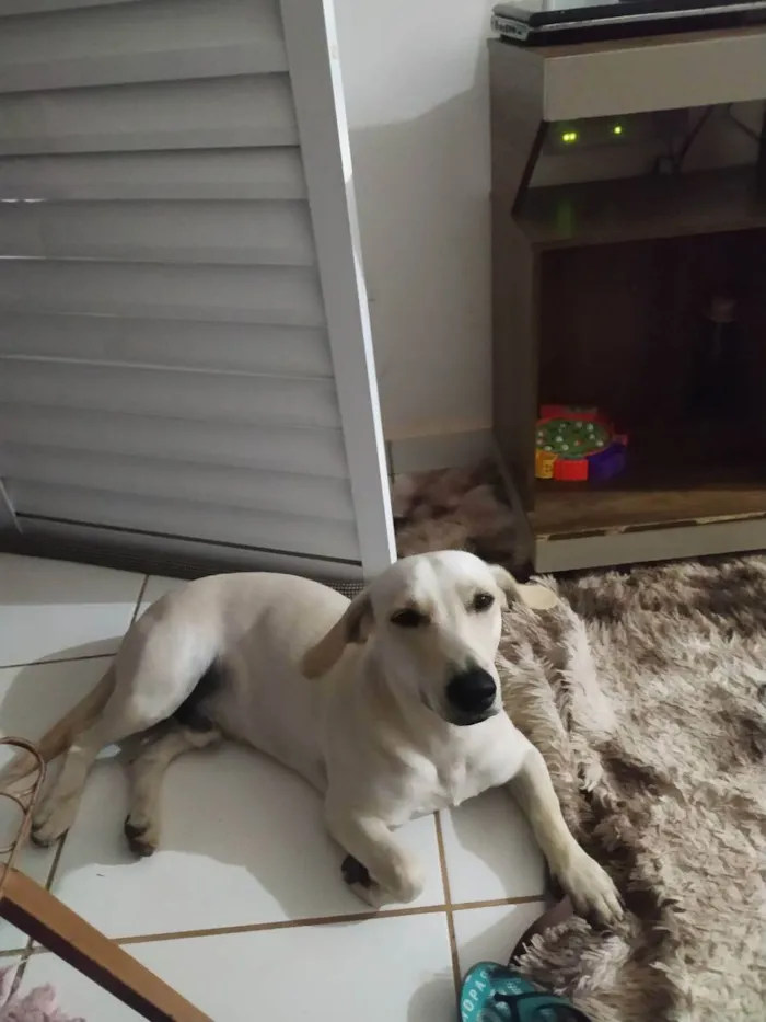 Cachorro raça Pastor belga mistura lavrador  idade 1 ano nome Billy 