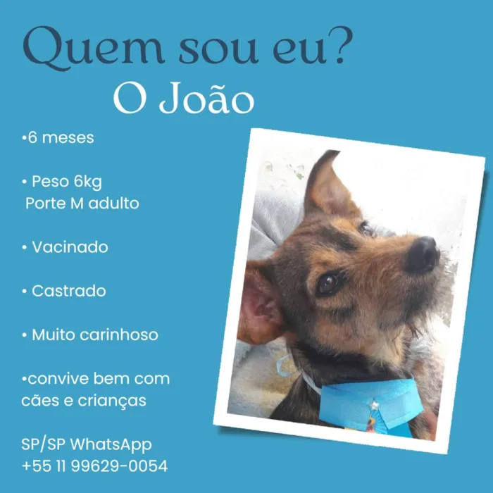 Cachorro raça Srd idade 2 a 6 meses nome João 