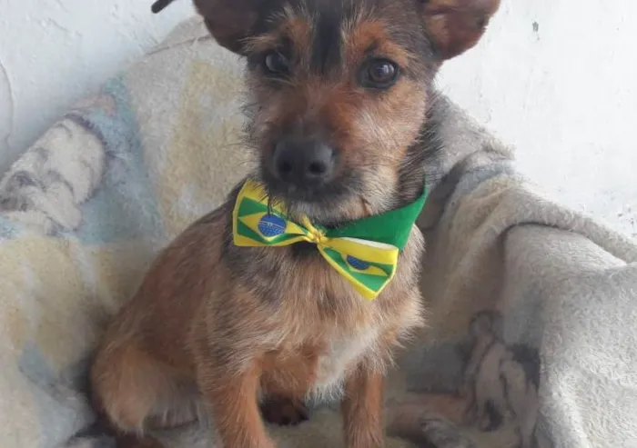 Cachorro raça Srd idade 2 a 6 meses nome João 