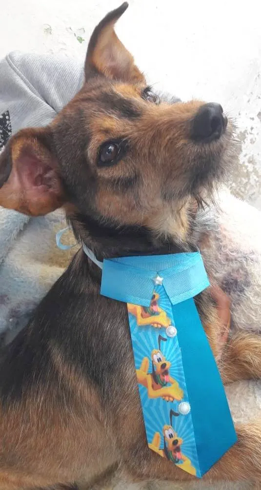 Cachorro raça Srd idade 2 a 6 meses nome João 