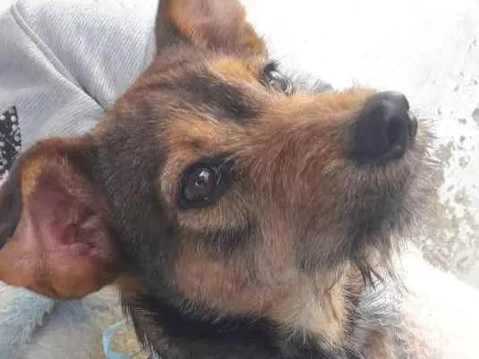 Cachorro raça Srd idade 2 a 6 meses nome João 