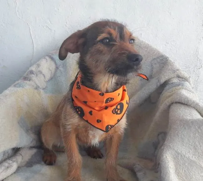 Cachorro raça Srd idade 2 a 6 meses nome Nina