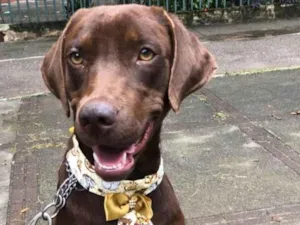 Cachorro raça Mix labrador retrivier  idade 2 anos nome Chico