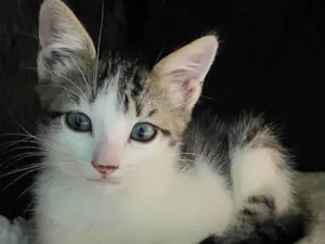 Gato raça Srd idade Abaixo de 2 meses nome Mariano 
