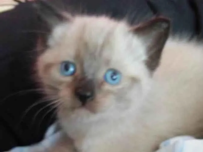 Gato ra a Srd idade  nome Maroco