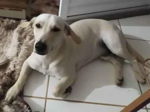 Cachorro raça Pastor belga mistura lavrador  idade 1 ano nome Billy 