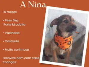 Cachorro raça Srd idade 2 a 6 meses nome Nina