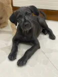 Filhotes 4 meses