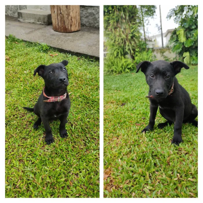 Cachorro ra a Vira lata  idade 2 a 6 meses nome Lobo