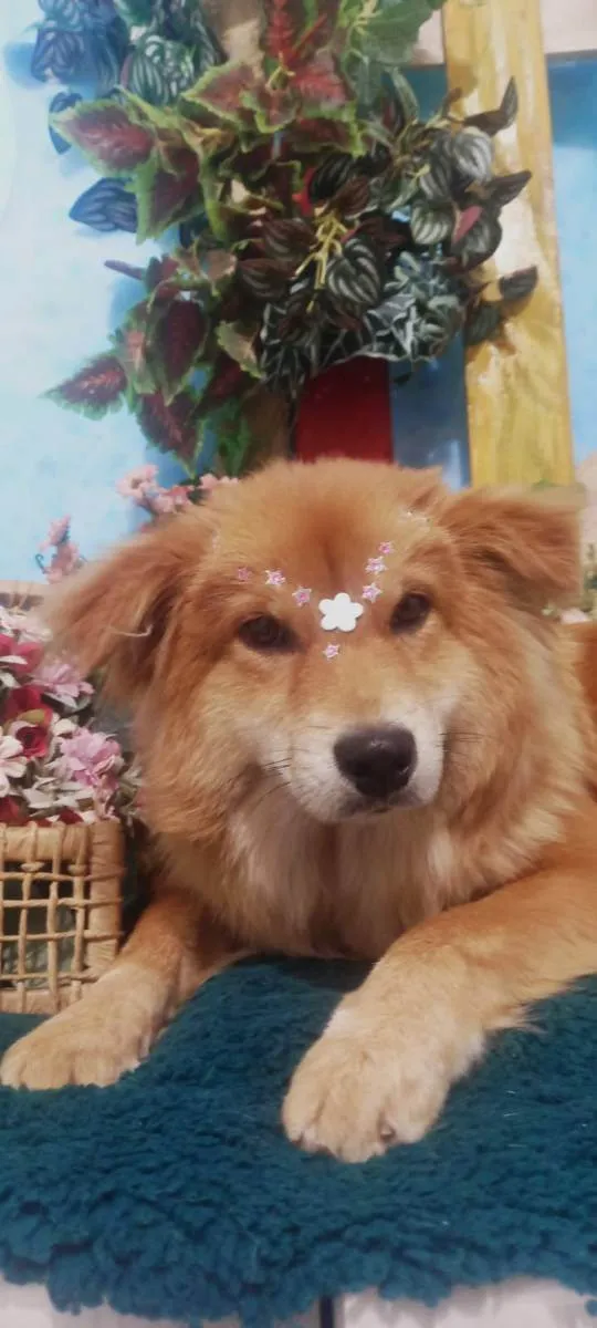 Cachorro raça Raça não definida idade 2 anos nome Paçoca 