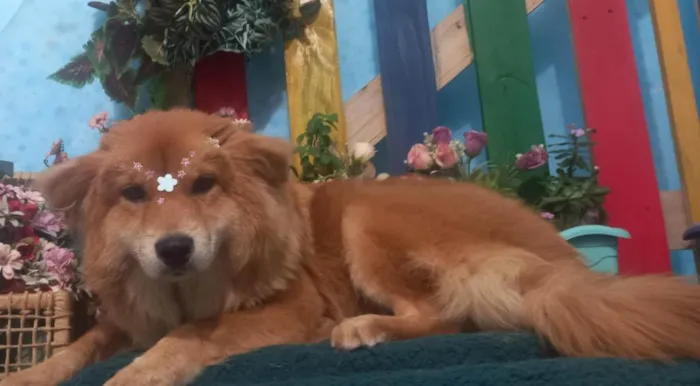 Cachorro raça Raça não definida idade 2 anos nome Paçoca 