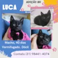 Luca