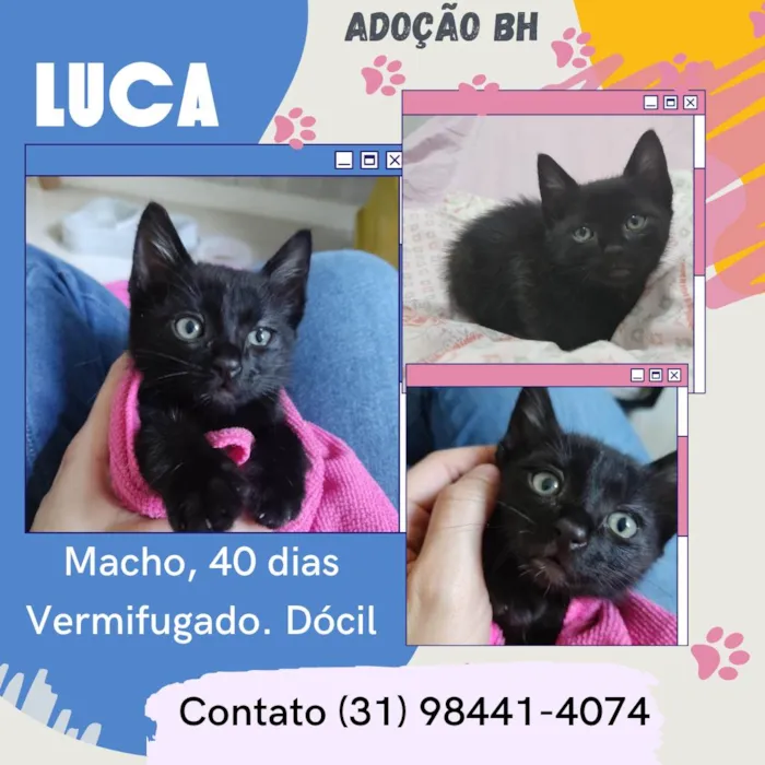 Gato raça Srd idade Abaixo de 2 meses nome Luca