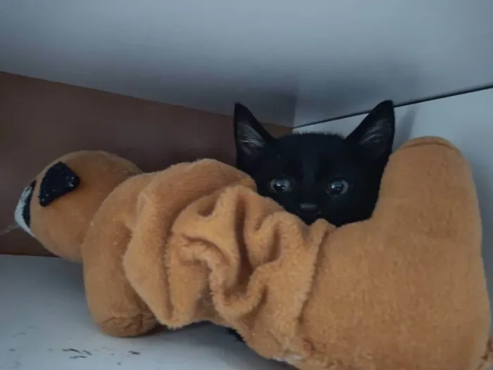 Gato raça Srd idade Abaixo de 2 meses nome Luca