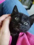 Luca
