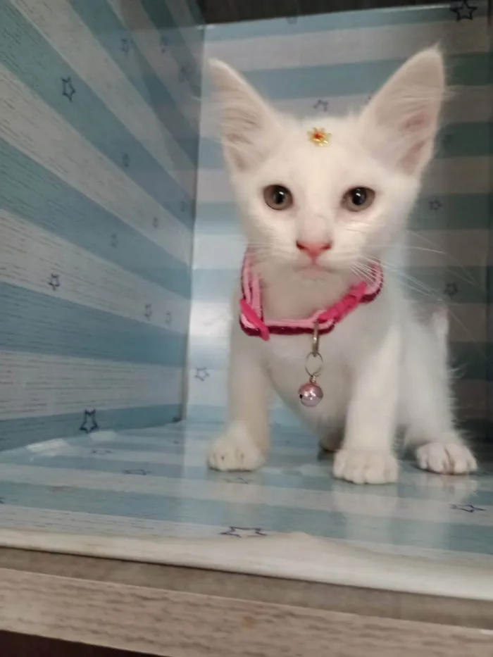 Gato raça  idade Abaixo de 2 meses nome Baunilha 