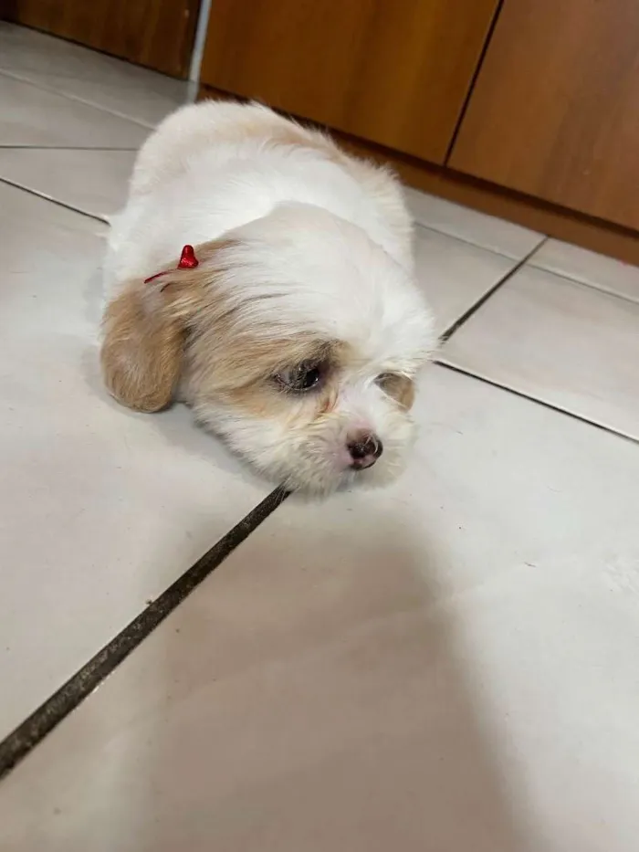 Cachorro ra a Lhasa Apso idade 6 ou mais anos nome Cherry