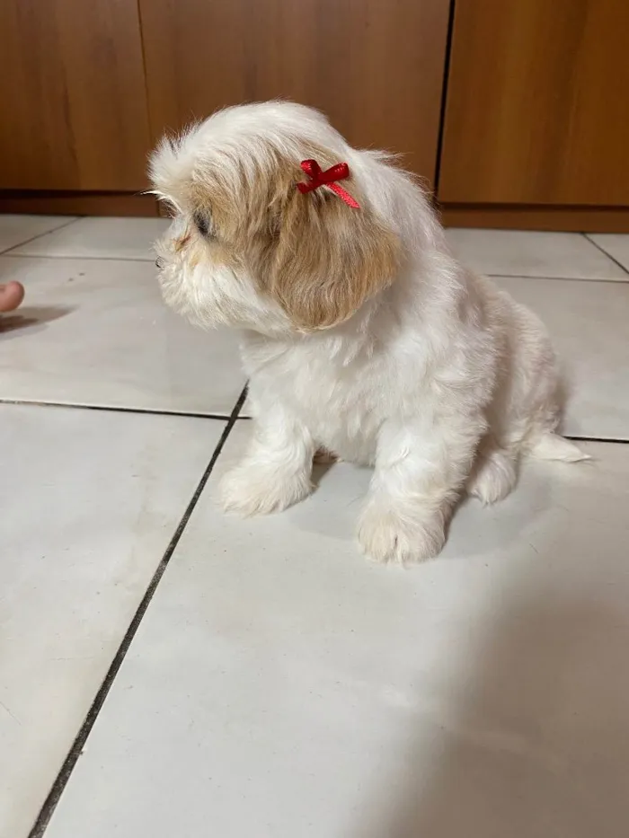 Cachorro ra a Lhasa Apso idade 6 ou mais anos nome Cherry