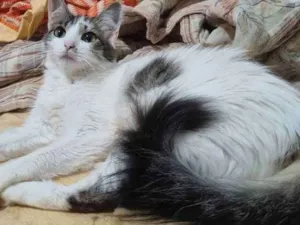 Gato raça SRD idade 2 anos nome Melissa