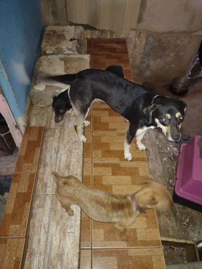 Cachorro ra a Vira lata idade 1 ano nome Tubarão 