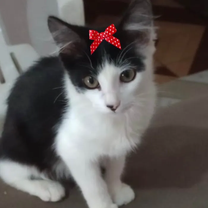 Gato ra a Mestiça  idade 2 a 6 meses nome Mika 