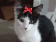 Mika 