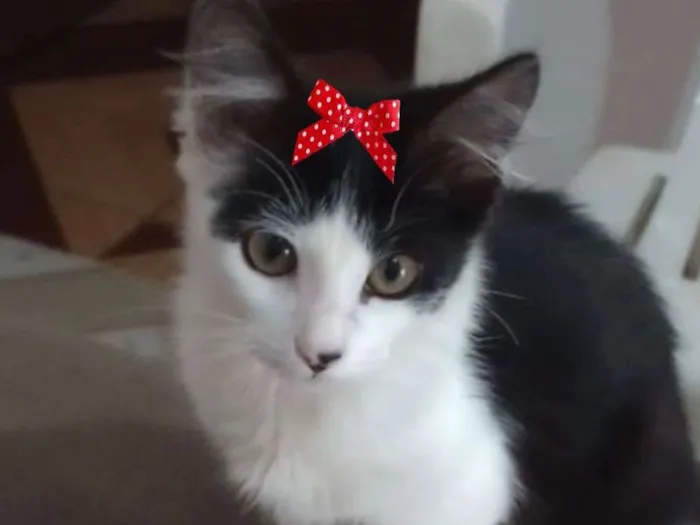 Gato ra a Mestiça  idade 2 a 6 meses nome Mika 