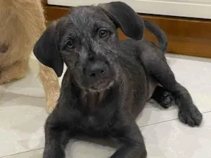 Cachorro raça Srd idade 2 a 6 meses nome Filhotes 4 meses