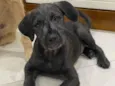 Filhotes 4 meses