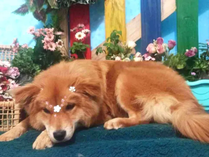 Cachorro raça Raça não definida idade 2 anos nome Paçoca 