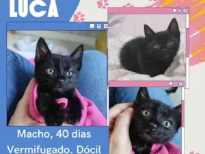 Gato raça Srd idade Abaixo de 2 meses nome Luca
