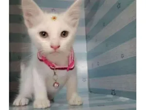 Gato raça  idade Abaixo de 2 meses nome Baunilha 