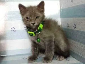 Gato raça  idade Abaixo de 2 meses nome Faisca 