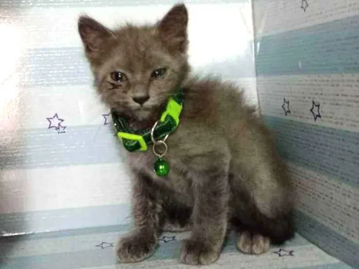 Gato raça  idade Abaixo de 2 meses nome Faisca 