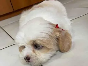 Cachorro raça Lhasa Apso idade 6 ou mais anos nome Cherry