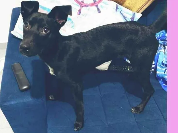 Cachorro raça Srd  idade 7 a 11 meses nome Peppa