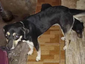 Cachorro raça Vira lata idade 1 ano nome Tubarão 