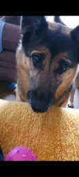 Lola (Lolita)