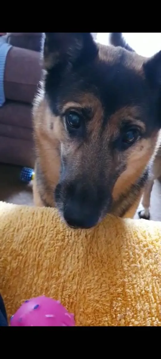 Cachorro ra a Pastora (meio vira lata) idade 6 ou mais anos nome Lola (Lolita)