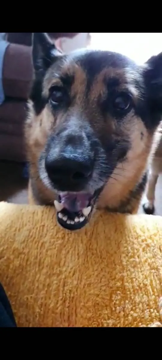 Cachorro ra a Pastora (meio vira lata) idade 6 ou mais anos nome Lola (Lolita)